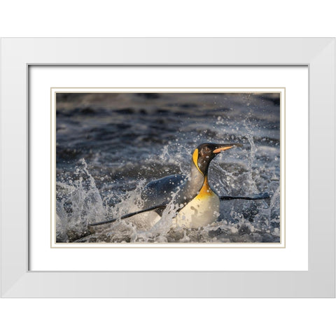 Antarctica-South Georgia Island-Salisbury Plain King penguin emerging from surf  White Modern Wood Framed Art Print with Double Matting by Jaynes Gallery