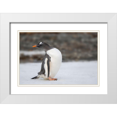 Antarctica-South Georgia Island-Stromness Bay Gentoo penguin close-up  White Modern Wood Framed Art Print with Double Matting by Jaynes Gallery