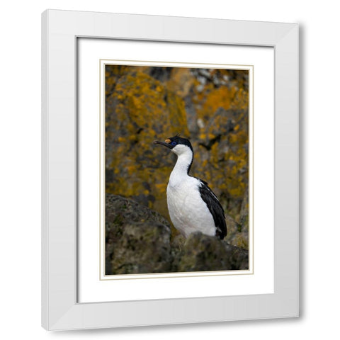 Antarctica-South Georgia Island-Undine Harbor North Antarctic blue-eyed shag close-up  White Modern Wood Framed Art Print with Double Matting by Jaynes Gallery