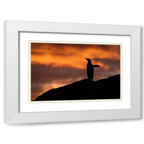 Antarctica-Paradise Harbor aka Paradise Bay Silhouette of gentoo penguins with polar sunset White Modern Wood Framed Art Print with Double Matting by Hopkins, Cindy Miller