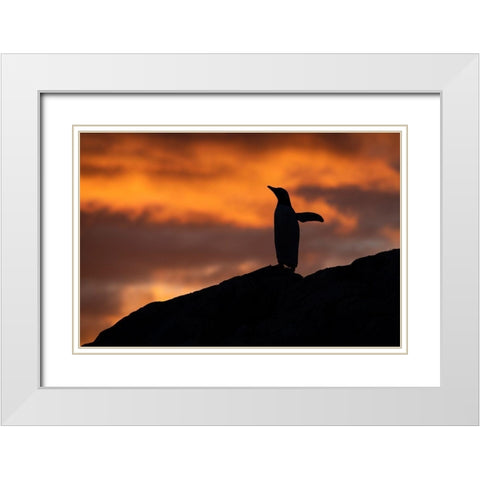 Antarctica-Paradise Harbor aka Paradise Bay Silhouette of gentoo penguins with polar sunset White Modern Wood Framed Art Print with Double Matting by Hopkins, Cindy Miller