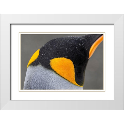 South Georgia-Gold Harbour aka Gold Harbor Detail of raindrops on King penguin feathers White Modern Wood Framed Art Print with Double Matting by Hopkins, Cindy Miller