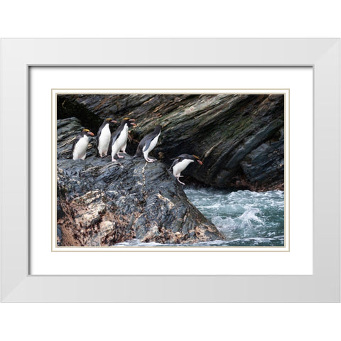 Southern Ocean-South Georgia-Cooper Bay-Macaroni penguins White Modern Wood Framed Art Print with Double Matting by Goff, Ellen B.
