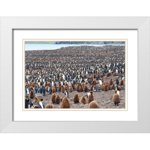 Southern Ocean-South Georgia-St-Andrews Bay- White Modern Wood Framed Art Print with Double Matting by Goff, Ellen B.