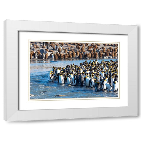 Southern Ocean-South Georgia-St-Andrews Bay-king penguins White Modern Wood Framed Art Print with Double Matting by Goff, Ellen B.