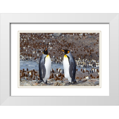Southern Ocean-South Georgia-adult penguins White Modern Wood Framed Art Print with Double Matting by Goff, Ellen B.