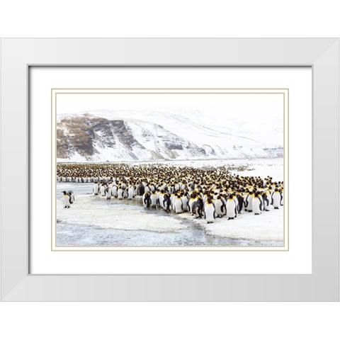 Southern Ocean-South Georgia-Salisbury Plain-Non breeding adults congregate on the icy plains White Modern Wood Framed Art Print with Double Matting by Goff, Ellen B.