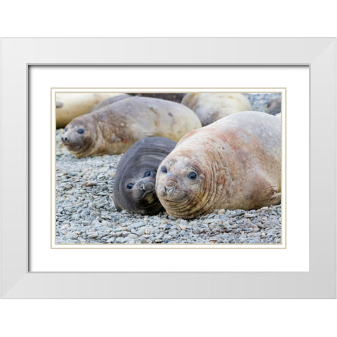 Southern Ocean-South Georgia-A female elephant seal and her pup lie together on the beach White Modern Wood Framed Art Print with Double Matting by Goff, Ellen B.