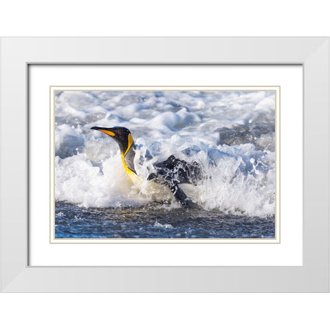 Southern Ocean-South Georgia-A king penguin surfs the waves to the shore White Modern Wood Framed Art Print with Double Matting by Goff, Ellen B.