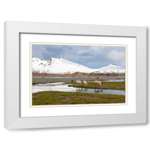 Southern Ocean-South Georgia-Fortuna Bay-reindeer-Rangifer tarandus-Reindeer White Modern Wood Framed Art Print with Double Matting by Goff, Ellen B.