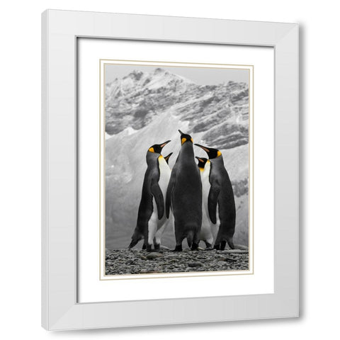 Antarctica. A conference of King Penguins. White Modern Wood Framed Art Print with Double Matting by Muir, Janet