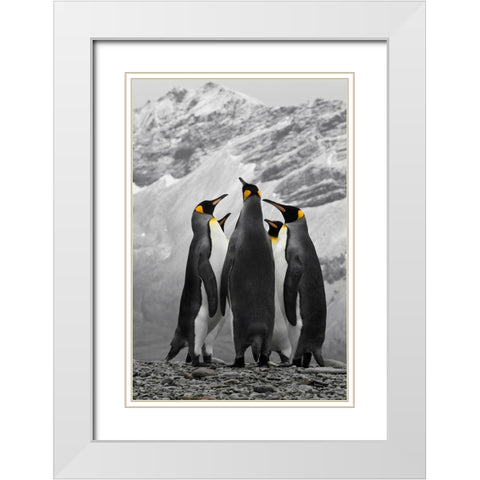 Antarctica. A conference of King Penguins. White Modern Wood Framed Art Print with Double Matting by Muir, Janet