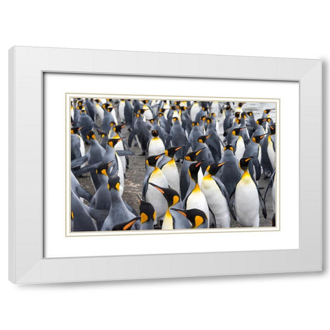 King penguins on the beach-St-Andrews Bay-South Georgia-Antarctica White Modern Wood Framed Art Print with Double Matting by Su, Keren