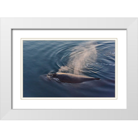 Whale in South Atlantic Ocean-Antarctica White Modern Wood Framed Art Print with Double Matting by Su, Keren