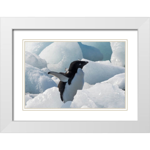 Adelie penguin on ice covered beach-Pleneau and Petermann Islands-South Atlantic Ocean-Antarctica White Modern Wood Framed Art Print with Double Matting by Su, Keren