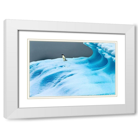 Adelie Penguin blue iceberg Charlotte Bay-Antarctica  White Modern Wood Framed Art Print with Double Matting by Perry, William