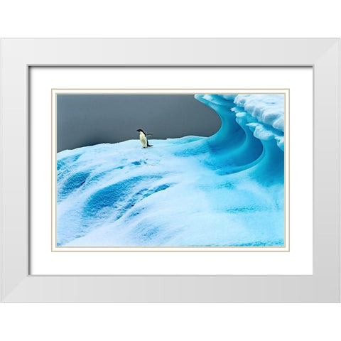 Adelie Penguin blue iceberg Charlotte Bay-Antarctica  White Modern Wood Framed Art Print with Double Matting by Perry, William