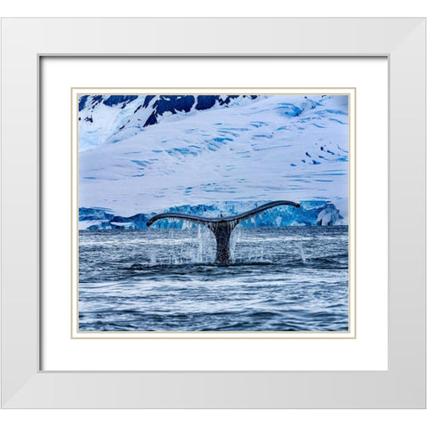 Humpback Baleen Whale Tail Chasing Krill blue Charlotte Bay-Antarctica White Modern Wood Framed Art Print with Double Matting by Perry, William