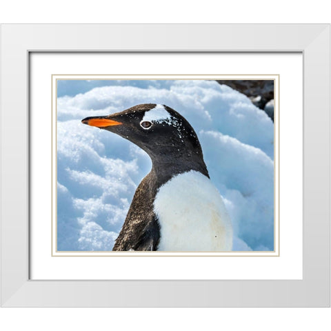 Gentoo penguin Snow Highway Rookery-Damoy Point-Antarctic Peninsula-Antarctica White Modern Wood Framed Art Print with Double Matting by Perry, William