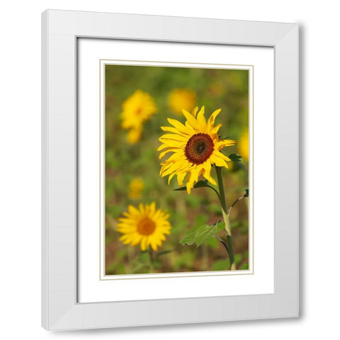Myanmar-Inle Lake-Sunflowers White Modern Wood Framed Art Print with Double Matting by Haseltine, Tom