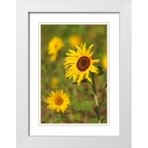 Myanmar-Inle Lake-Sunflowers White Modern Wood Framed Art Print with Double Matting by Haseltine, Tom