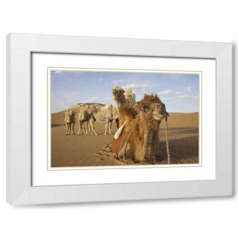 China, Badain Jaran Desert Caravan camels White Modern Wood Framed Art Print with Double Matting by Anon, Ellen