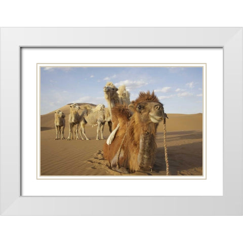 China, Badain Jaran Desert Caravan camels White Modern Wood Framed Art Print with Double Matting by Anon, Ellen