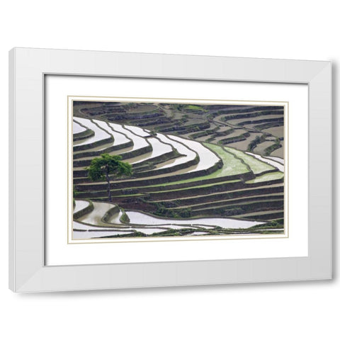 China, Yuanyang Lone tree on rice terraces White Modern Wood Framed Art Print with Double Matting by Anon, Josh