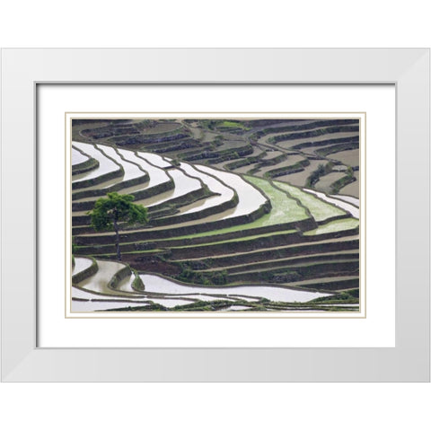 China, Yuanyang Lone tree on rice terraces White Modern Wood Framed Art Print with Double Matting by Anon, Josh