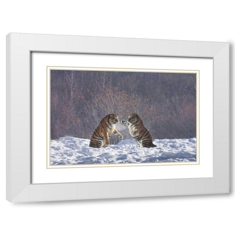China, Harbin Sparing Siberian tigers White Modern Wood Framed Art Print with Double Matting by Zuckerman, Jim
