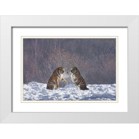 China, Harbin Sparing Siberian tigers White Modern Wood Framed Art Print with Double Matting by Zuckerman, Jim