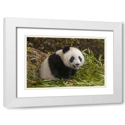 China, Chengdu Young giant panda White Modern Wood Framed Art Print with Double Matting by Zuckerman, Jim