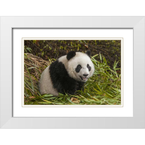 China, Chengdu Young giant panda White Modern Wood Framed Art Print with Double Matting by Zuckerman, Jim