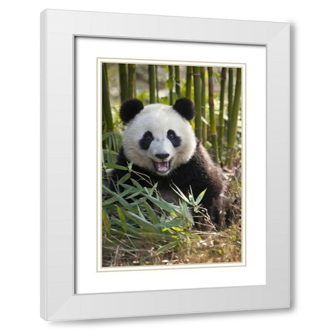 China, Chengdu Young giant panda White Modern Wood Framed Art Print with Double Matting by Zuckerman, Jim