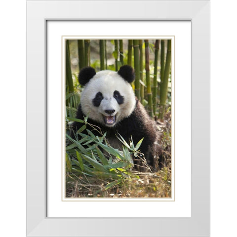 China, Chengdu Young giant panda White Modern Wood Framed Art Print with Double Matting by Zuckerman, Jim