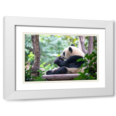 Asia-China-Sichuan Province-Cheng Du-Giant Panda White Modern Wood Framed Art Print with Double Matting by Looney, Hollice