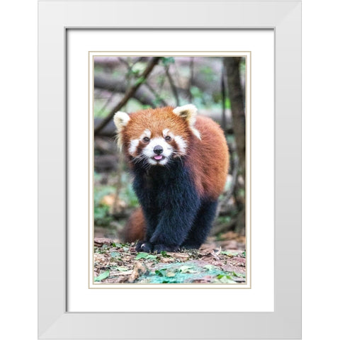 Asia-China-Sichuan Province-Cheng Du-Red Panda White Modern Wood Framed Art Print with Double Matting by Looney, Hollice