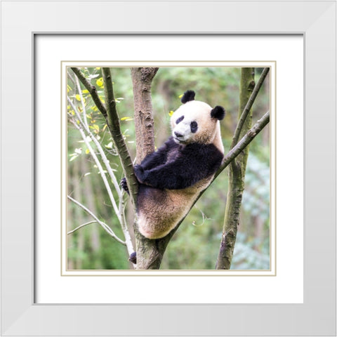 Asia-China-Sichuan Province-Mt Qincheng Town-Giant Panda White Modern Wood Framed Art Print with Double Matting by Looney, Hollice