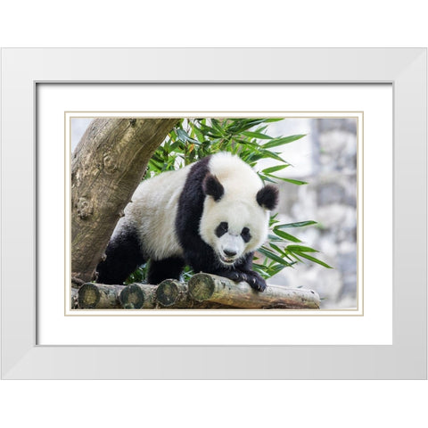 Asia-China-Sichuan Province-Mt Qincheng Town-Giant Panda White Modern Wood Framed Art Print with Double Matting by Looney, Hollice