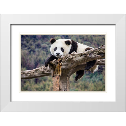 Asia-China-Wolong-Giant Panda-Part of the UNESCO Man and Biosphere Reserve Network White Modern Wood Framed Art Print with Double Matting by Looney, Hollice