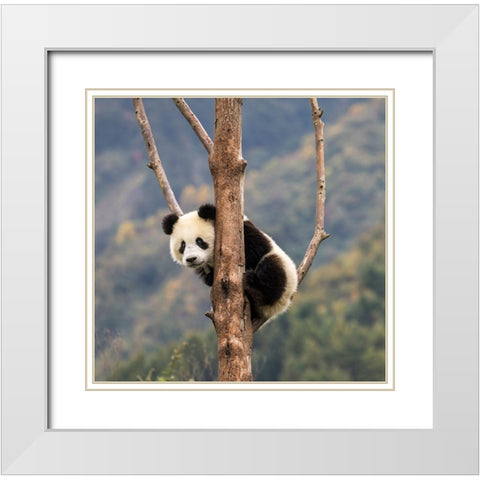 Asia-China-Wolong-Giant Panda-Part of the UNESCO Man and Biosphere Reserve Network White Modern Wood Framed Art Print with Double Matting by Looney, Hollice