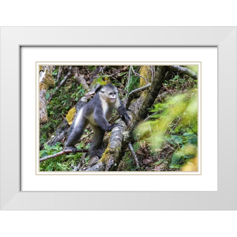 Asia-China-Tacheng-Yunnan Black Snub-Nosed Monkey White Modern Wood Framed Art Print with Double Matting by Looney, Hollice