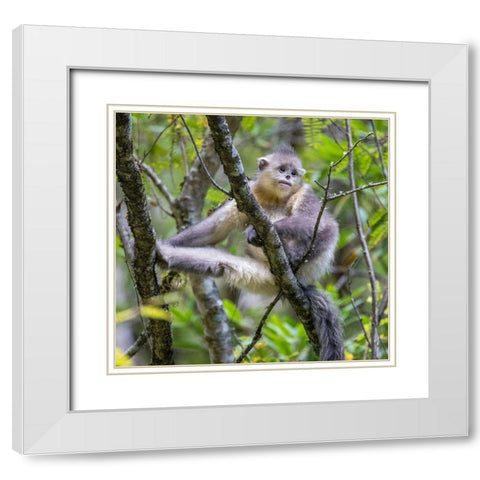 Asia-China-Tacheng-Young Yunnan Black Snub-Nosed Monkey White Modern Wood Framed Art Print with Double Matting by Looney, Hollice