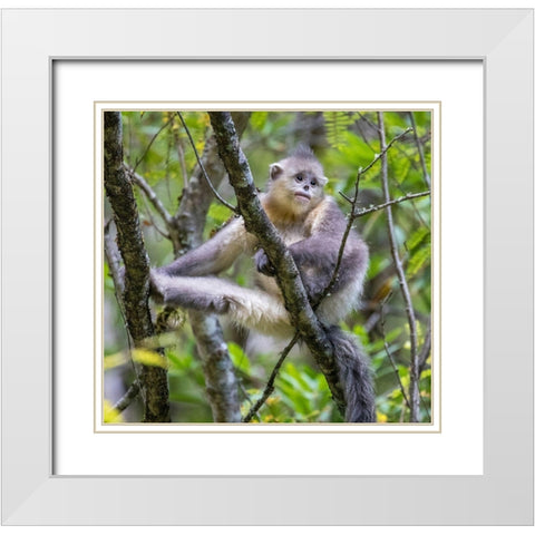 Asia-China-Tacheng-Young Yunnan Black Snub-Nosed Monkey White Modern Wood Framed Art Print with Double Matting by Looney, Hollice