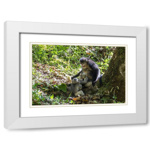 Asia-China-Tacheng-Yunnan Black Snub-Nosed monkeys-Adult and Young White Modern Wood Framed Art Print with Double Matting by Looney, Hollice