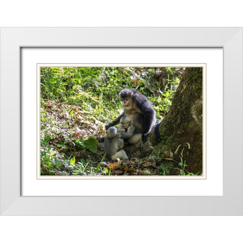 Asia-China-Tacheng-Yunnan Black Snub-Nosed monkeys-Adult and Young White Modern Wood Framed Art Print with Double Matting by Looney, Hollice