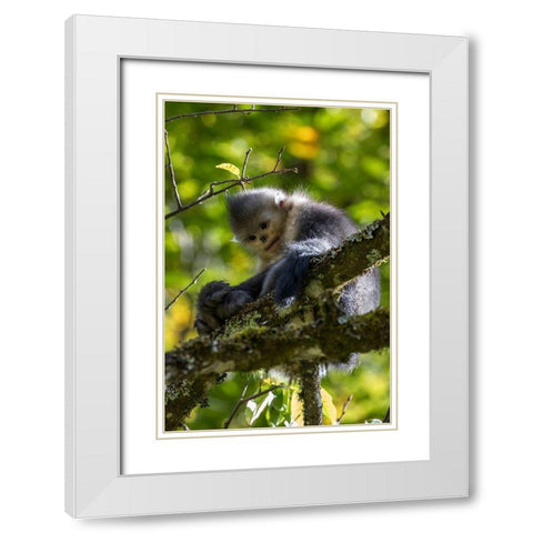 Asia-China-Tacheng-Yunnan Black Snub-Nosed Monkey White Modern Wood Framed Art Print with Double Matting by Looney, Hollice