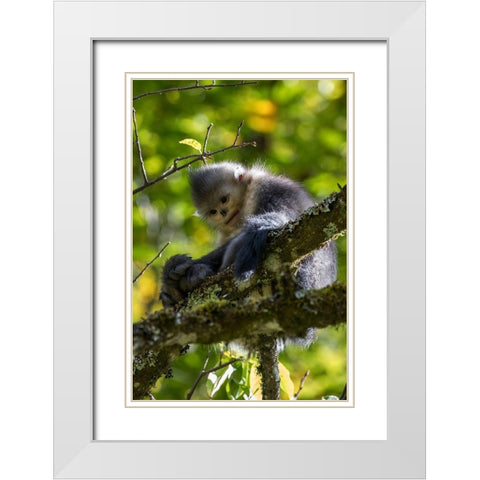 Asia-China-Tacheng-Yunnan Black Snub-Nosed Monkey White Modern Wood Framed Art Print with Double Matting by Looney, Hollice
