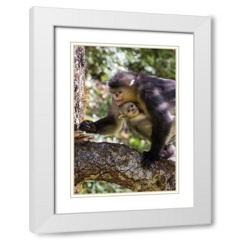 Asia-China-Tacheng-Yunnan Black Snub-Nosed monkeys-Adult and Young White Modern Wood Framed Art Print with Double Matting by Looney, Hollice