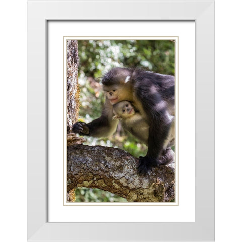Asia-China-Tacheng-Yunnan Black Snub-Nosed monkeys-Adult and Young White Modern Wood Framed Art Print with Double Matting by Looney, Hollice